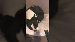 Bad doggo. Boston terrier mischief by Legendary Kennels 688 views 4 years ago 3 minutes, 12 seconds