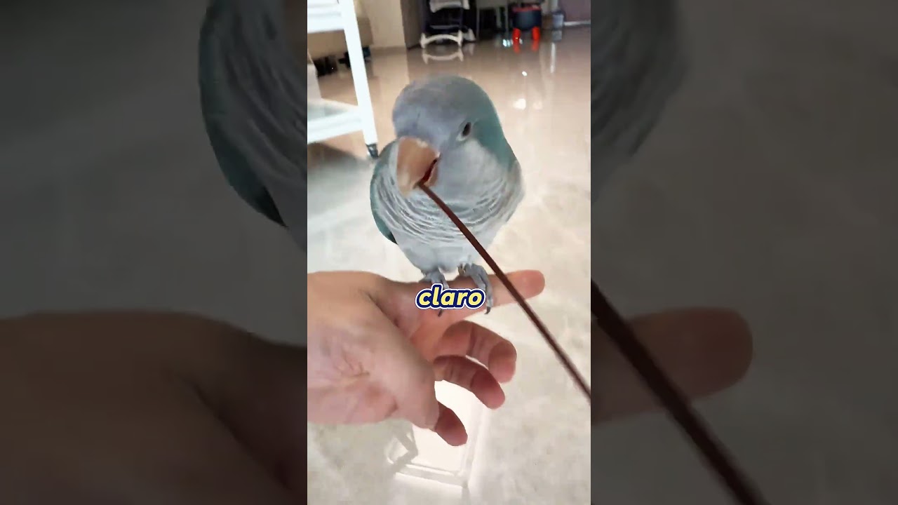 El color de la suerte de Mika, el maestro de la decoración, hoy es verde.🦜🎨#Shorts #foryou