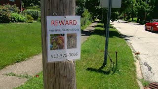 Where's Theodore? Anderson Township family searching for missing pet tortoise