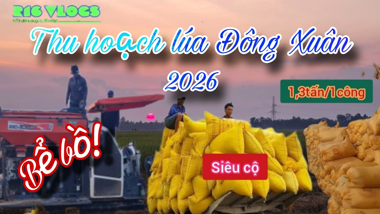 Thu hoạch lúa đông-xuân vùng An Giang! 