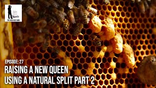 Raising a New Queen using a Natural Split Part 2   The Bush Bee Man