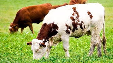 Video sapi lembu jinak pulang kekandang, Suara Sapi Moo memanggil kawanannya, Perjalanan Sapi lucu