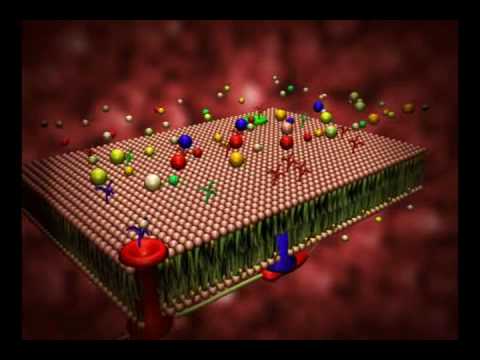 Biologia molecular da celular