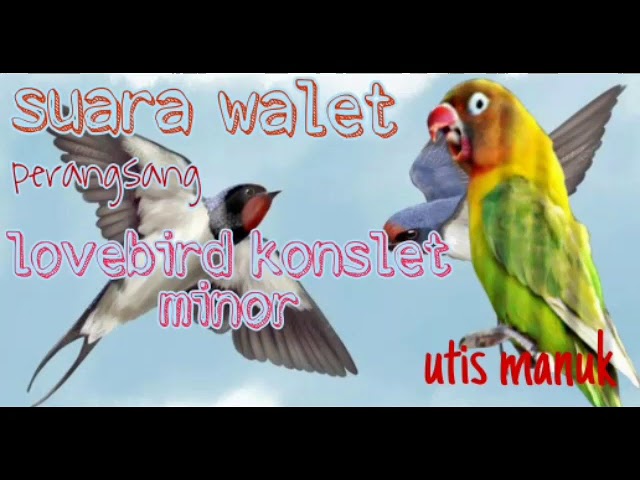 masteran lovebird konslet minor suara walet class=