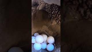 Tortoise Laying Eggs 🐢