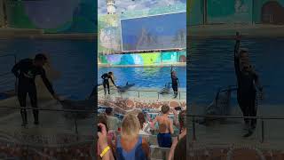 Дельфины #shortsvideo #tiktok #дельфины #шоу #плавать #аланья #белек