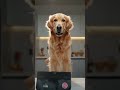 My dog enters meal time like a movie hero 😭🐶