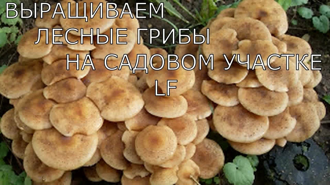 Грибной комарик