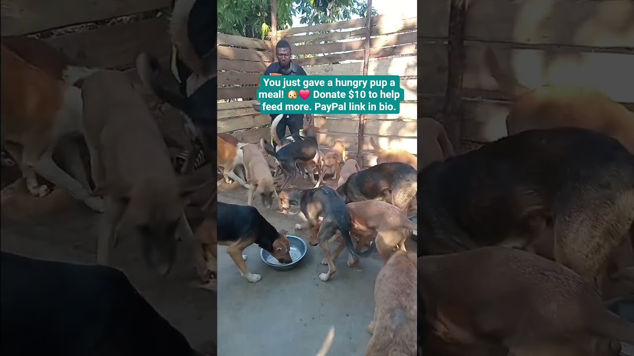 Donate to feed a stray. 