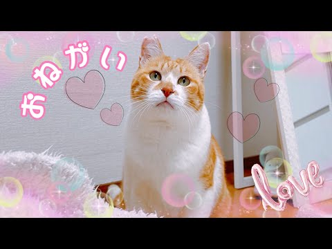 A Cat That Masters the Art of High-Level Begging - YouTube