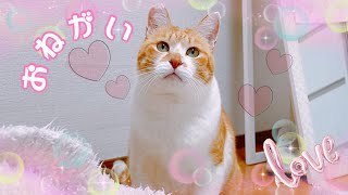 A Cat That Masters the Art of High-Level Begging - YouTube