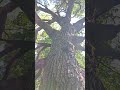 Wicked Oak, narled and beautiful #tree #oak #whiteoak #nature #trees #forest
