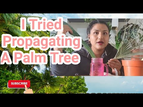 Video: Odla palmer från sticklingar - Lär dig om väderkvarnens palmförökning