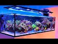 Unorthodox Reef - INSANE SPS TANK  with 1500 liter *masterpiece*