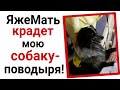 ЯжеМать крадет мою собаку-спасателя