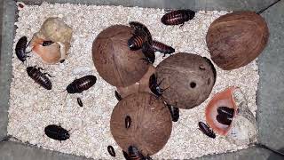 Уборка у тараканов! Мадагаскарский, шипящий таракан! Огромные тараканы