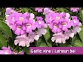 Garlic vine  lehsun bel  best permanent flowering vine shampysgarden