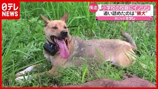 猟犬が網まで追い詰め無事捕獲…小学校の校庭に一体何が？　大分(2021年7月14日放送「news every.」より）