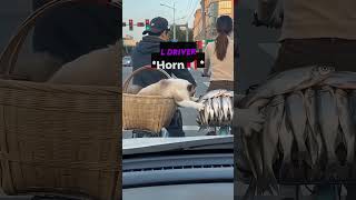 Just Give This Cat Some Fish