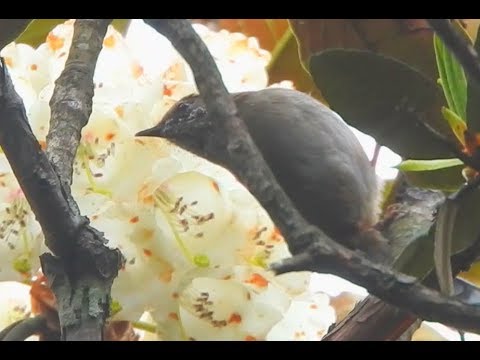 Ashy-throated Warbler 