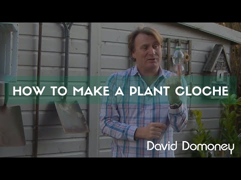 Gardening Tip: How to make a homemade plant cloche