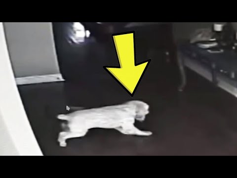 Vídeo: El Perro Le Estaba Ladrando A Alguien, Su Dueño Instaló Una Cámara Y Filmó A Una Criatura Extraña - Vista Alternativa