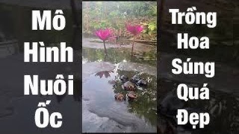 Mô hình nuôi ốc bươu tự nhiên dưới mương vườn #Shorts