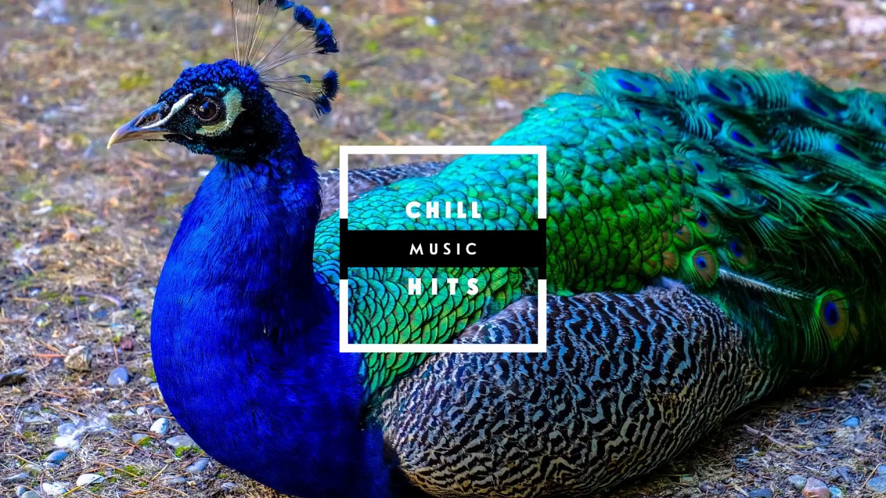 deep blue sea 3 Complexion - Future Beats Radio 075 W/ @MisterMcClenney & Sweet Grooves | Chill music hits 🏆