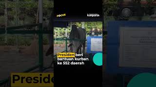 Sebar 1.098 Sapi Kurban buat se-RI, Anggaran dari APBN