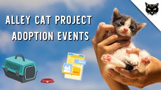 What to expect at an Alley Cat Project Adoption Event