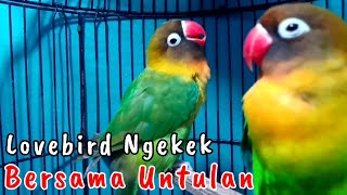 Lovebird Untulan Cocok Buat Pancingan Lovebird Biar Cepat Bunyi & Pancingan Lovebird Ngekek