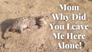 First he Lost his Mom, 🐈 and then his Brother! He kept Crying for Help but no one Cared! cute 🐈🐾 by Cute Kittens 6,919 views 1 year ago 5 minutes, 19 seconds
