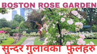 🌹 Hidden Gem in Boston | Beautiful Rose Garden You Must Visit!