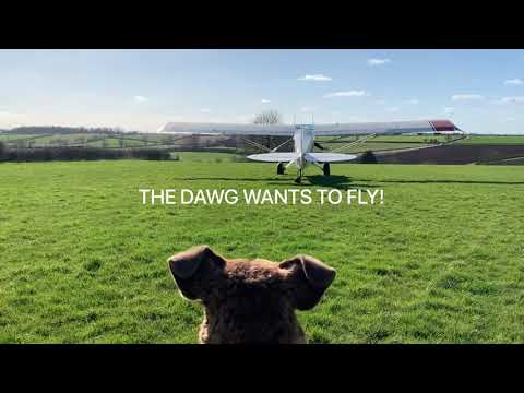 Download The Dawg wants to fly in the Aviat Husky