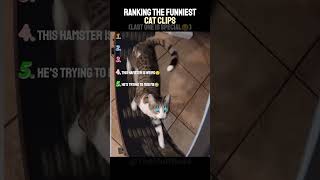 RANKING the FUNNIEST CAT CLIPS 😆 (part 4)