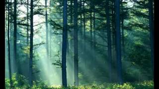 Forest and Nature Sounds 10 Hours