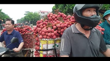 9/6/2023 Cập Nhật Giá Vải Lục Ngạn Sớm Nhất Và Cuộc Thi Bán Vải Sớm Nhất l Núi Đồi Lục Ngạn