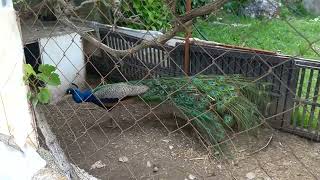 The rooster turned defeat into victory,and the cat was helpless and angry !Cute funny animal video