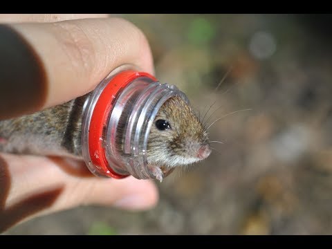 ✅Элементарная мышеловка из пластиковой бутылки за 1минуту