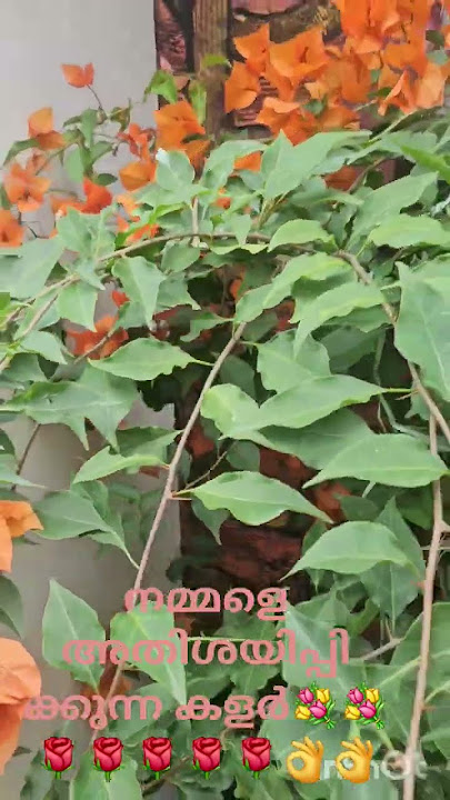 #garden  ### മനോഹരം തന്നെ👌👌👌👍👍👍👍😁😁👍🌹🌹😁💐💐💐