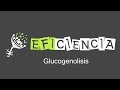 GLUCOGENÓLISIS. Glucogenofosforilasa y Enzima Desramificante