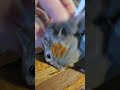 chicken enjoying some afternoon scritchies 🥰 #parrottowntv #parrots #cockatiel #shorts #birbs