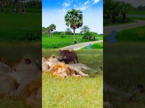 Trend Satisfy Satisfyling Wildlife Explore Funny Memes Nature Share 