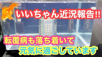 転覆病 Youtube
