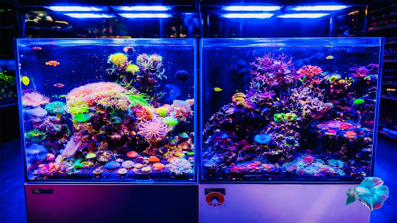 MY FIRST REEF TANK! ~ Six Month Update. - YouTube