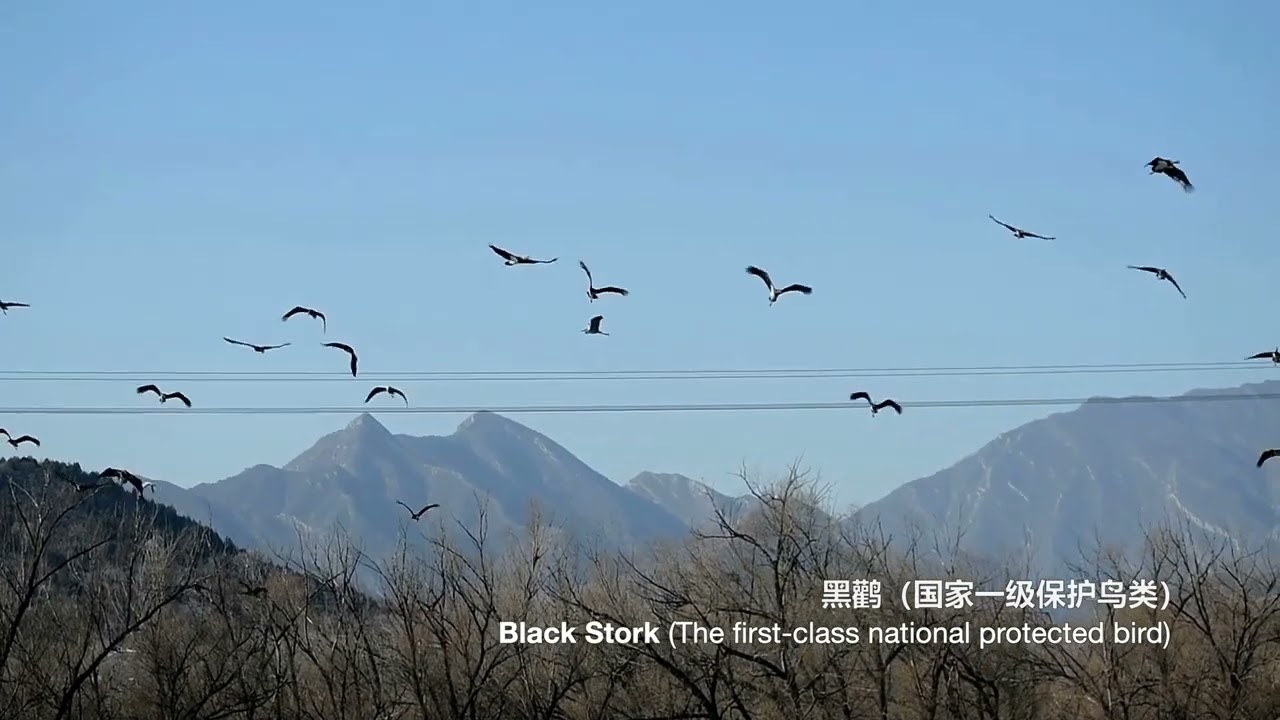 Sinopec Yanshan Petrochemical Company has built a wetland park at Niukouyu