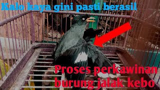 proses perkawinan jalak kebo