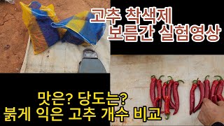 고추 착색제 보름간의 실험결과!! 빨간고추 개수 비교, 당도, 맵기 비교 등..