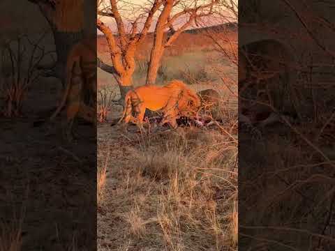 Lions on a Zebra Kill | Incredible Safari Sighting in Ongava, Namibia