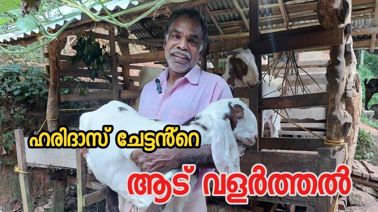 ആട് വളർത്തൽ|goat farming Malayalam|ആട വളർത്തൽ ലാഭകരം|goat farming kerala